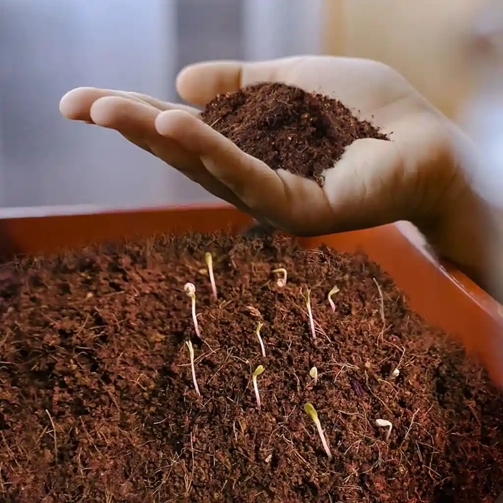 cocopeat media tanam ramah lingkungan